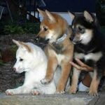 shiba inu digging