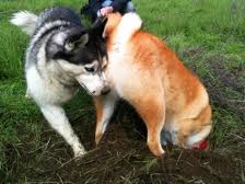 shiba inu digging