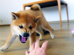 How To Stop Shiba Inu Puppy Biting Instantly