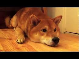 How To Stop Shiba Inu Whining