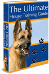bichon frise dog training