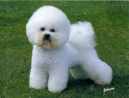 bichon frise dog training