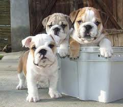 bulldog pups