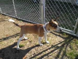 chappy-the-basenji-dog-picture-1