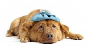 dog health problems