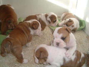 bulldog puppy training