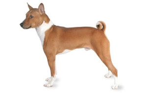 max_400_basenji