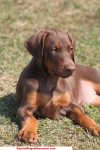 training a doberman