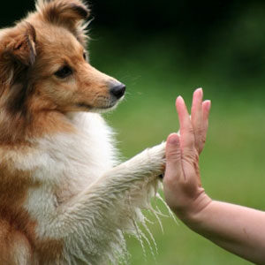 Dog training mastery multimedia package