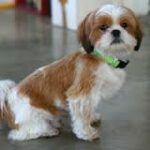 shih tzu barking