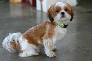 shih tzu training