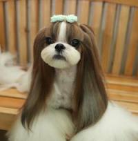 shih tzu training