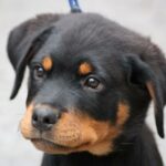 how to train a rottweiler puppy