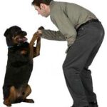 rottietraining