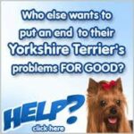 yorkie training