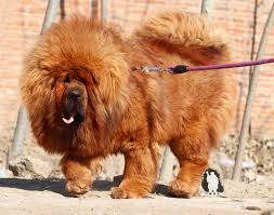 tibetan mastiff