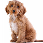 file_23218_cockapoo-dog-breed