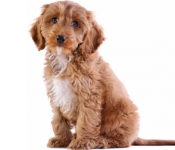 Cockapoo Dogs – Should You Get One?