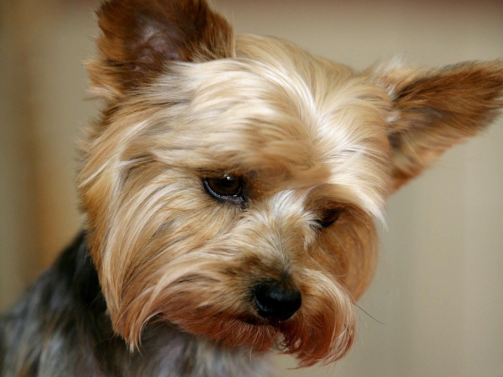 Yorkie Training - Why You Can't Afford Not to Train This Breed!